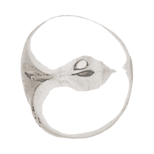 apfel-klein-zeichnung